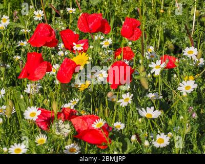 Farbenfroher Blumenhintergrund. Schöne Wiese mit verschiedenen blühenden Blumen. Im Feld blühen rote Mohn, weiße und gelbe Gänseblümchen oder Margeriten. Stockfoto