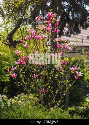 Magnolia liliiflora oder Magnolia Susan kleiner Baum mit vielen purpurroten oder rosa Blüten. Magnolia rosa Blüten, blühende Pflanze in der Familie Magnoliaceae Stockfoto