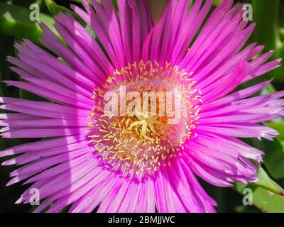 Carpobrotus edulis oder Carpobrotus chilensis rosa Blume, aus nächster Nähe. Meerfeige oder Eispflanze ist gemahlen kriechende, invasive Pflanze in der Familie Aizoaceae. Stockfoto