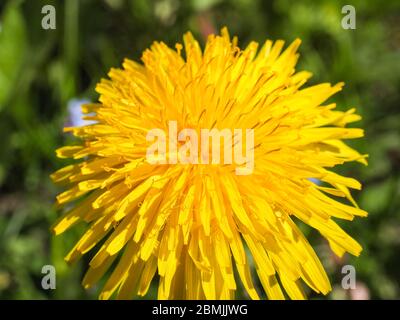 Taraxacum officinale allgemein als gewöhnlicher gelber Löwenzahn wachsen in der wilden Wiese. Nahaufnahme der Blüte Blüte im Hintergrund des grünen Grases. Stockfoto