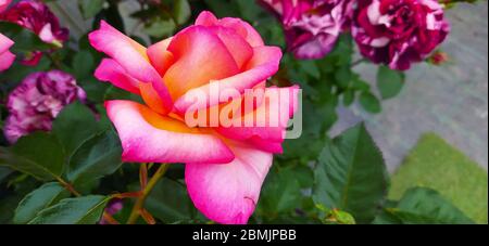 Leuchtend rosa Blume farbige Rosen im Vordergrund im Garten Stockfoto