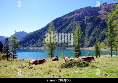 Leuchtend blauer Bergsee unter dem blauen Himmel und um grüne Wälder und Granitsteine und Schnee an der Spitze Stockfoto