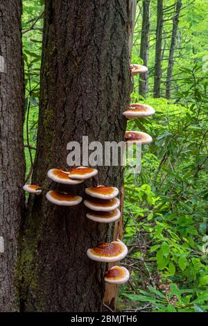 Ganoderma Arten von Polyporenpilzen wachsen auf Baumrinde - North Slope Trail, Pisgah National Forest, Brevard, North Carolina, USA Stockfoto