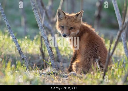 Red Fox Kit sitzt auf dem Boden an einem frühen Frühlingsmorgen bei Sonnenaufgang Stockfoto