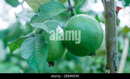 Frische zwei grüne Guava Stockfoto