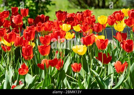 Viele bunte Blumen, rote und gelbe Tulpen wachsen in einem Blumenbeet im Stadtpark nahe der Fußgängerzone Stockfoto