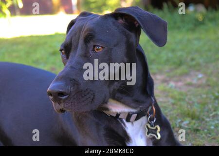 Ein 1 Jahr alter Great Dane Lab Mix Stockfoto