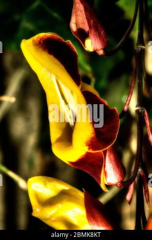Puppenschuhe oder Thunbergia Mysorensis, auch Mysore trumpetvine oder indische Uhrenrebe genannt, ist eine Art der blühenden Pflanze in der Familie Acanthaceae Stockfoto