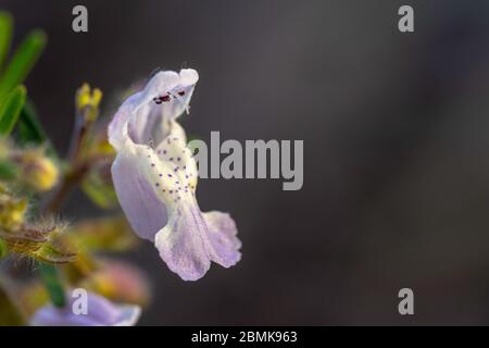 Blumen Macro Vivid Sony A7RIII Stockfoto