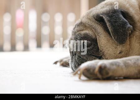 Mops Hund liegt auf dem Boden. Seitenansicht. Nahaufnahme. Gelangweilt oder müde. Konzept „Bleib zu Hause“. Stockfoto