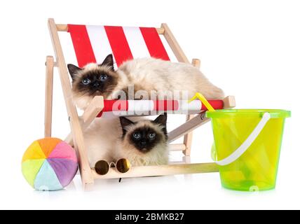 birman Katzen vor weißem Hintergrund Stockfoto