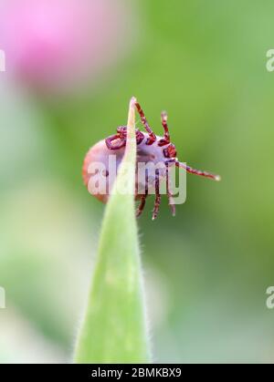 Hirsch Zecken schlafen auf Grashalm. Ixodes ricinus. Die gefährlichen Parasiten übertragen Infektionen wie Enzephalitis und Lyme-Borreliose. Stockfoto