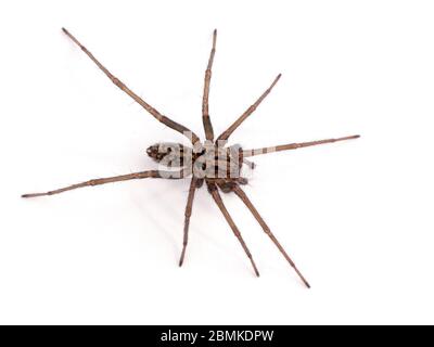 Weibliche Riesenhausspinne oder Hobo-Spinne (Eratigena duellica) an einer weißen Wand. Isoliert. Delta, British Columbia, Kanada Stockfoto