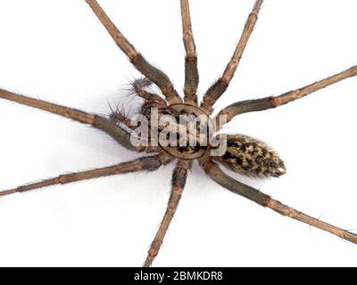 Nahaufnahme des Körpers einer weiblichen Riesenhausspinne oder Hobo-Spinne (Eratigena duellica) an einer weißen Wand. Isoliert. Delta, British Columbia, Kanada Stockfoto