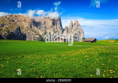 Seiser Alm Bergort mit blühenden Feldern und blauem Himmel. Herrlicher Sommerwanderplatz mit Löwenzahn-Blumen auf den grünen Feldern, Dolomiten, Ita Stockfoto