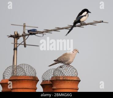 Merton Park, London, Großbritannien. 10 Mai 2020. Eine Halsbandtaube steht Wache auf einem Schornstein mit einer Elster auf einer Fernsehantenne im Hintergrund. Der Kumpel der Halsstaube sitzt auf einem Nest aus Eiern auf einem Baum darunter und die Elster versucht regelmäßig, sie abzusetzen, um die Eier zu stehlen. Quelle: Malcolm Park/Alamy Live News Stockfoto