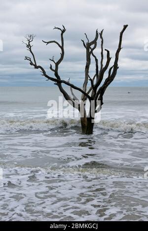 Tote Bäume im Meer in Botany Bay Plantation Heritage Preserve and Wildlife Management Area auf der Insel Edisto in South Carolina USA Stockfoto