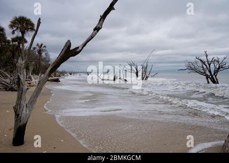 Tote Bäume im Meer in Botany Bay Plantation Heritage Preserve and Wildlife Management Area auf der Insel Edisto in South Carolina USA Stockfoto