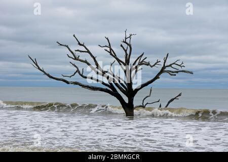 Tote Bäume im Meer in Botany Bay Plantation Heritage Preserve and Wildlife Management Area auf der Insel Edisto in South Carolina USA Stockfoto