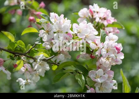 Blüte auf Krabbenapfel, Malus Evereste Stockfoto