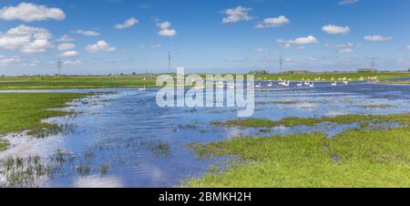 Schwäne, die im flachen Wasser des Reitdiep bei Groningen, Niederlande, schwimmen Stockfoto