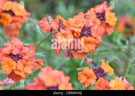 Wandblume, orange Erysimum Stockfoto