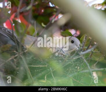 Merton Park, London, Großbritannien. 10 Mai 2020. Eine Halsbandtaube sitzt auf einem Nest aus Eiern und wird regelmäßig eingeschüchtert, indem ein Paar Elstern versucht, sie zu entsetzen, um die Eier zu stehlen. Quelle: Malcolm Park/Alamy Live News Stockfoto