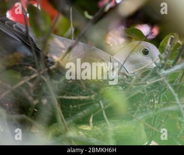 Merton Park, London, Großbritannien. 10 Mai 2020. Eine Halsbandtaube sitzt auf einem Nest aus Eiern und wird regelmäßig eingeschüchtert, indem ein Paar Elstern versucht, sie zu entsetzen, um die Eier zu stehlen. Quelle: Malcolm Park/Alamy Live News Stockfoto