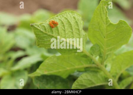 Colorado Beetle Eier auf einem Kartoffelblatt Stockfoto