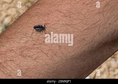 Orthochirus scrobiculosus negebensis Zwerg-Fettschwanzskorpion kriecht zwischen den Haaren eines Mannes Arm in der Nähe Mitspe ramon in israel Stockfoto