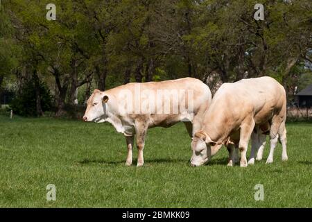 Zwei weiße Charolais Rind auf einer Weide in einer holländischen Landschaft. Mit den Kühen. Vor Baumhintergrund. Stockfoto