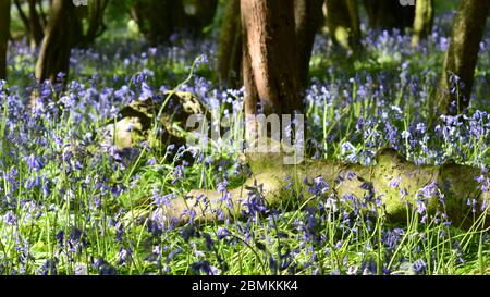 Bluebells und gefallener Holzstamm in Unity Woods, Cornwall Stockfoto