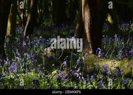 Bluebells und gefallener Holzstamm in Unity Woods, Cornwall Stockfoto