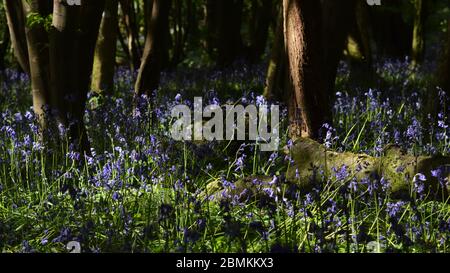 Bluebells und gefallener Holzstamm in Unity Woods, Cornwall Stockfoto