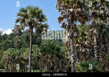 Palmen an Mu Ko Lanta National Park, Koh Lanta, Krabi, Thailand Stockfoto