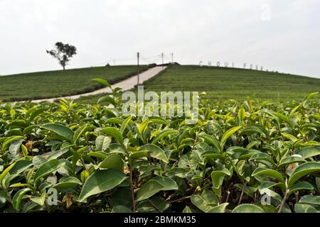 Landschaft bei Choui Fong Tea Plantation, Mae Chan, Nord Thailand, Asien Stockfoto