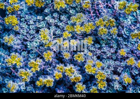 Schönes Pflanzenpurpereum in blauen und gelben Farben. Natürliche Blätter und Blüten Textur. Natur Hintergrund von frischen Blättern. Nachtstimmung. Stockfoto