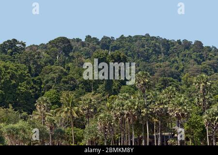 Regenwald im Mu Ko Lanta-Nationalpark, Koh Lanta, Krabi, Thailand, Asien Stockfoto