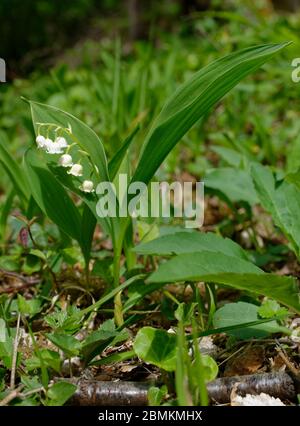 Maiglöckchen - Convallaria majalis ganze Landschaft in Cotswold Wald Stockfoto