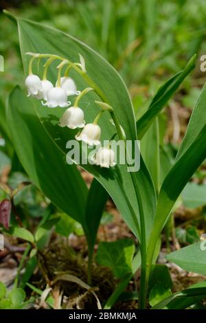 Maiglöckchen - Convallaria majalis Weiße Blumen und Blätter im Cotswold-Wald Stockfoto