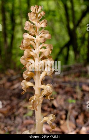 Vogelnest Orchidee - Neottia nidus-avis Blütenspitze in Cotswold Buchenwald Stockfoto