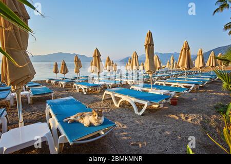 Die Katze liegt auf einer Sonnenliege. Morgens im türkischen Resort, viele leere Sonnenliegen Stockfoto