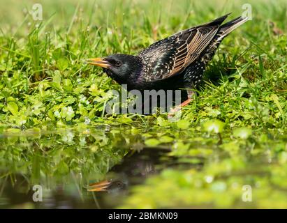 Ein Erwachsener Starling (Sturnus vulgaris) trinkt aus einem Gartenteich, Warwickshire Stockfoto