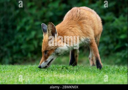 Ein wilder Rüde Red Fox (Vulpes vulpes), Warwickshire Stockfoto
