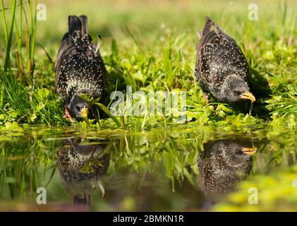 Ein Paar Jungstare (Sturnus vulgaris), die aus einem Gartenteich in Warwickshire trinken Stockfoto