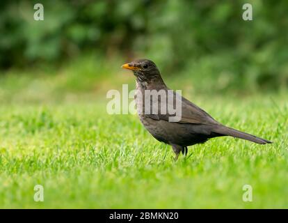 Weiblicher Schwarzvogel (Turdus merula) auf einem Warwickshire Rasen am frühen Morgen auf der Suche nach Würmern. Stockfoto