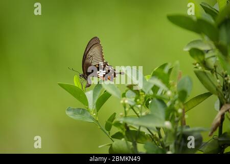 Gewöhnlicher Mormonen-Schmetterling (Weiblich) Stockfoto