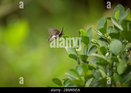 Gewöhnlicher Mormonen-Schmetterling (Weiblich) Stockfoto