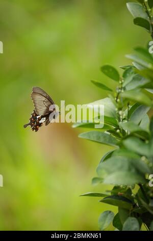 Gewöhnlicher Mormonen-Schmetterling (Weiblich) Stockfoto