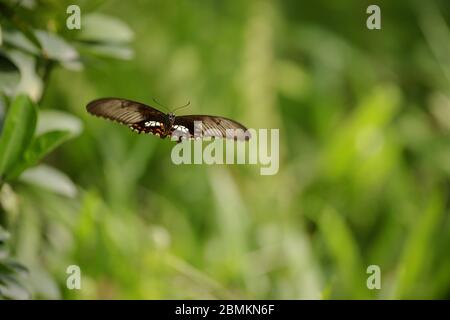 Gewöhnlicher Mormonen-Schmetterling (Weiblich) Stockfoto